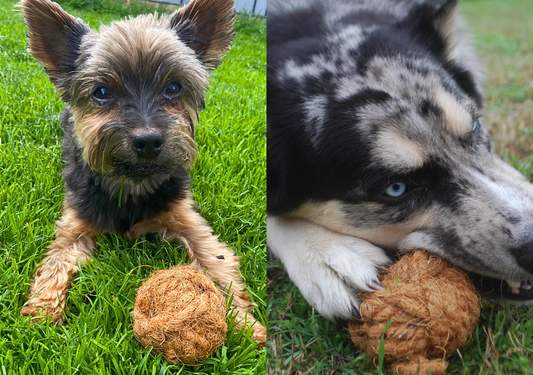 COCONUT HUSK BALL: PERFECT FOR YOUR PET
