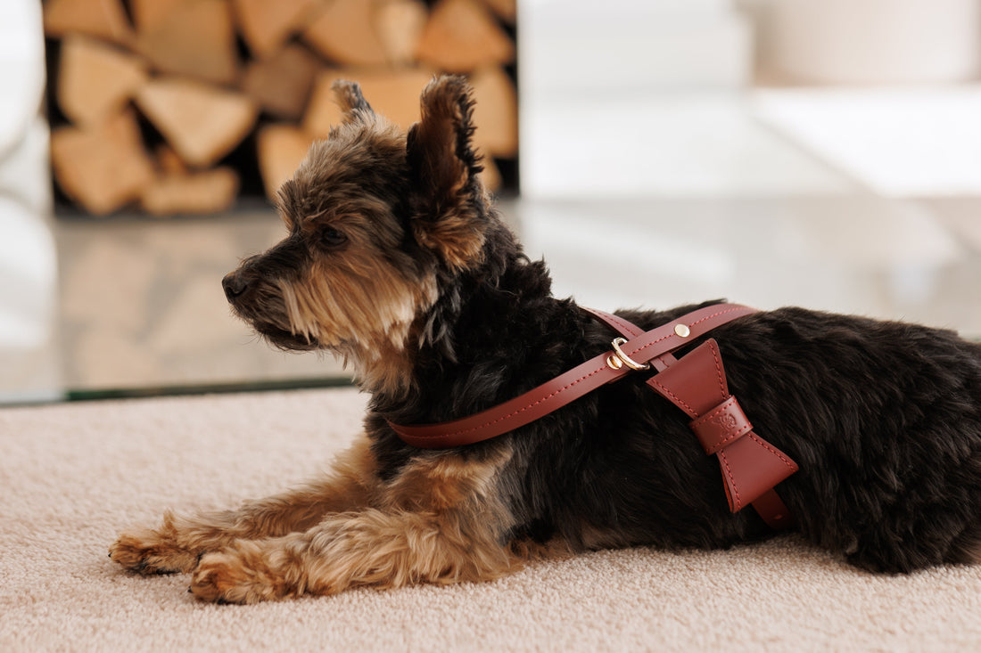 The Complete Guide to Sustainable Dog Harnesses - Jacky's Place