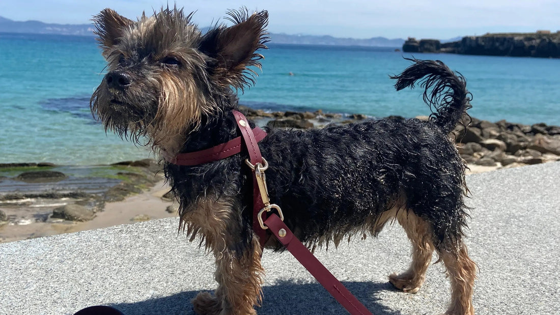 Traveling with Dogs: Tips & Dog - friendly beaches - Jacky's Place