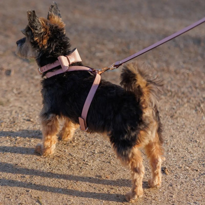 Elegance dog leash pink hundeleine rosa comfortable stylish sustainable walking