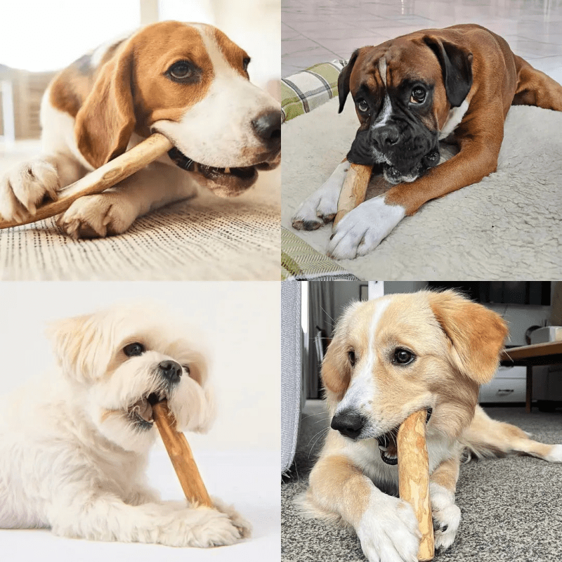 Kauholz für Hunde aus poliertem Kaffeeholz - fördert die Zahngesundheit