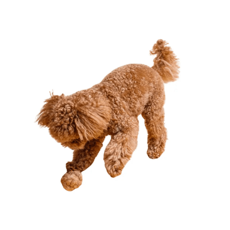 Kokosball Hundespielzeug coconut ball dog toy natural sustainable dental care