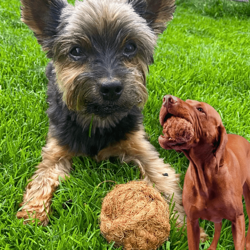 Nachhaltiger Kokosball sustainable coconut ball dog toy long lasting safe natural