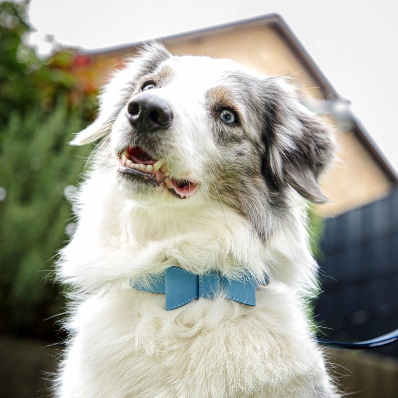 Bow tie for dog – Blue - Jacky's Place