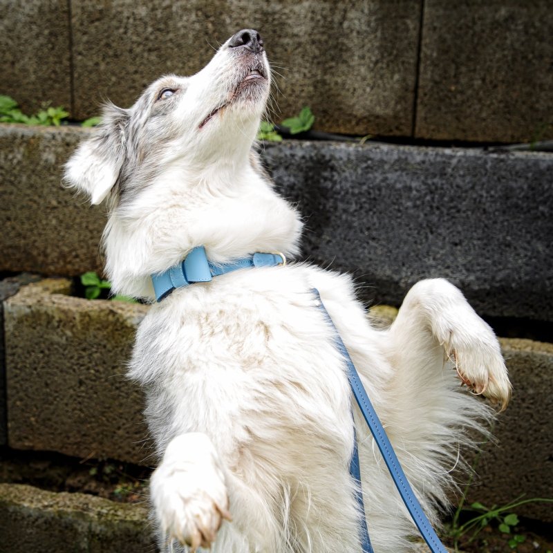 Bow tie for dog – Blue - Jacky's Place