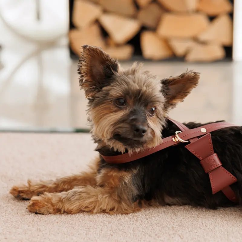 Bow tie for dog – Burgundy - Jacky's Place