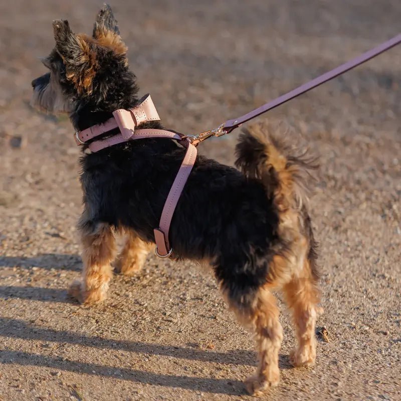 Bow tie for dog – Pink - Jacky's Place