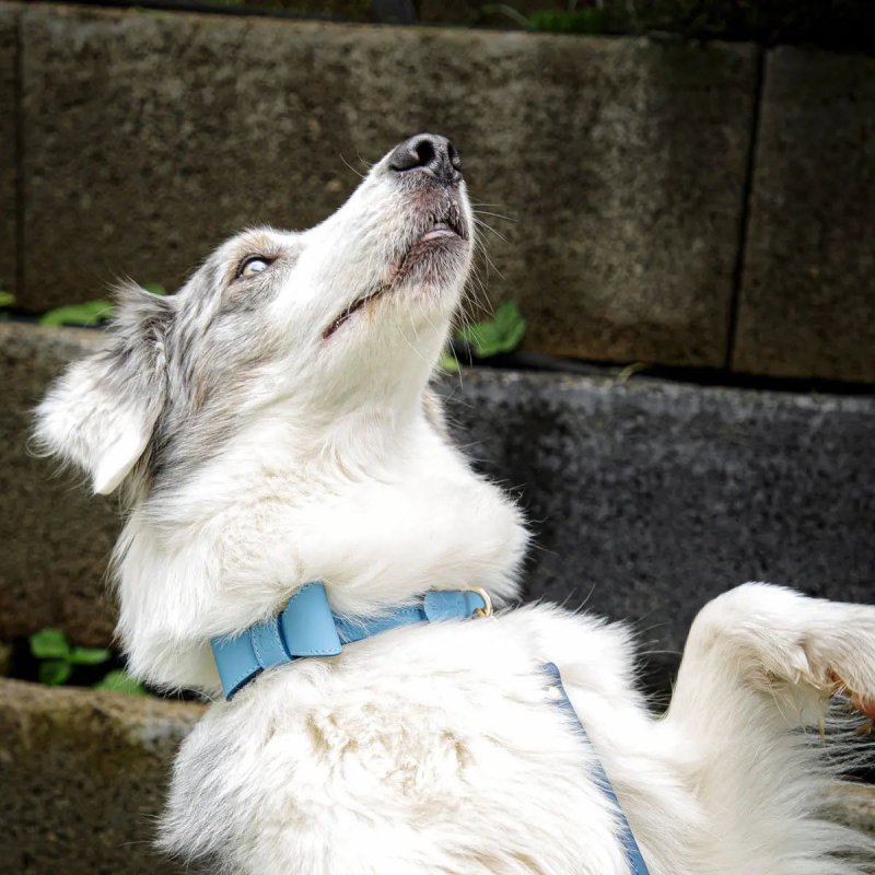 Elegance dog collar – Blue - Jacky's Place
