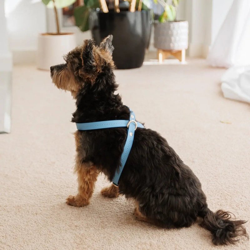 Elegance dog harness – Blue - Jacky's Place