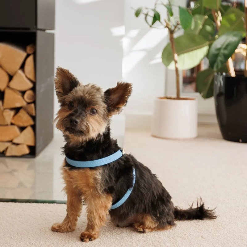Elegance dog harness – Blue - Jacky's Place