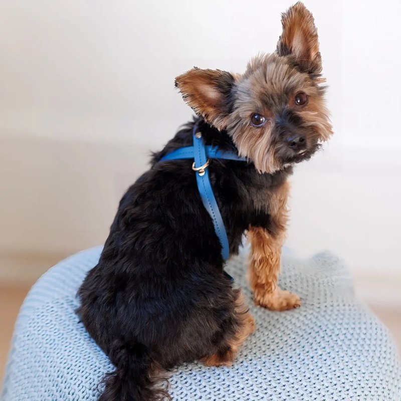 Elegance dog harness – Navy - Jacky's Place