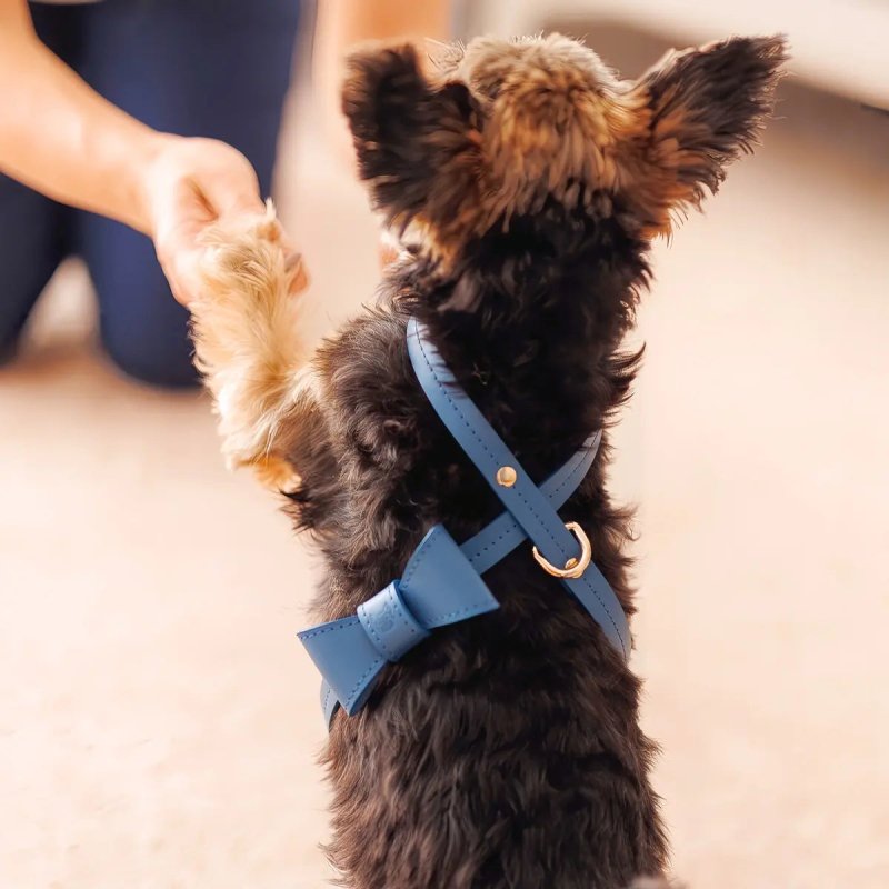 Elegance dog harness – Navy - Jacky's Place