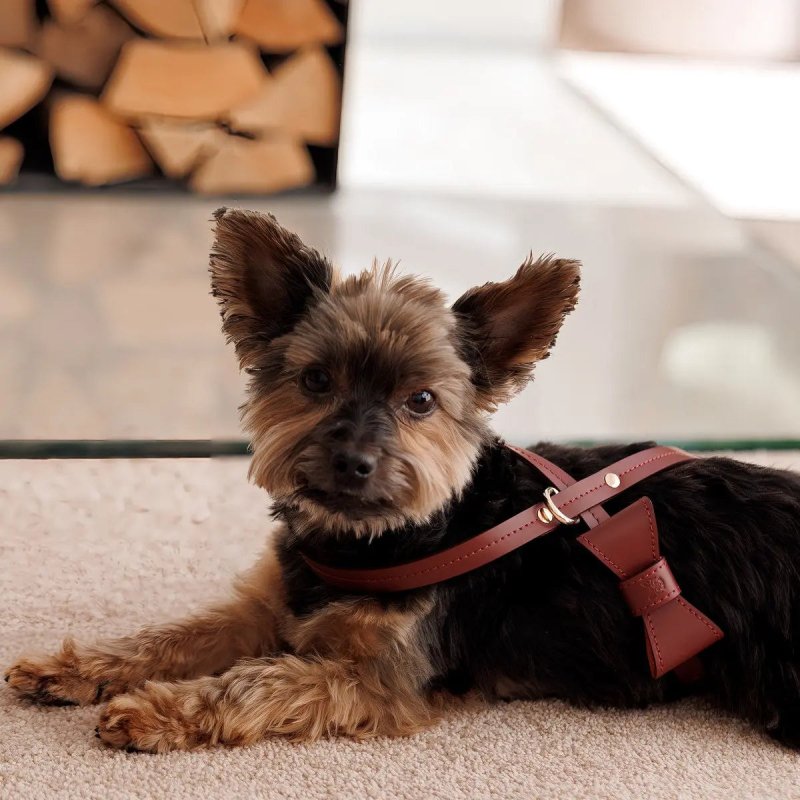 Elegance harness – Burgundy - Jacky's Place