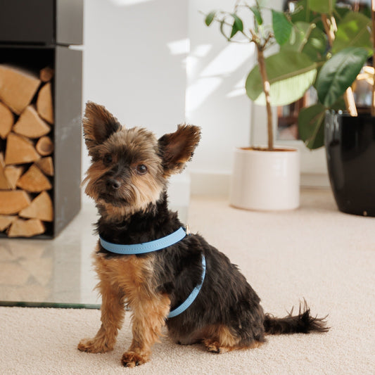 The Magic of Eco-friendly accessories for pets - Jacky's Place