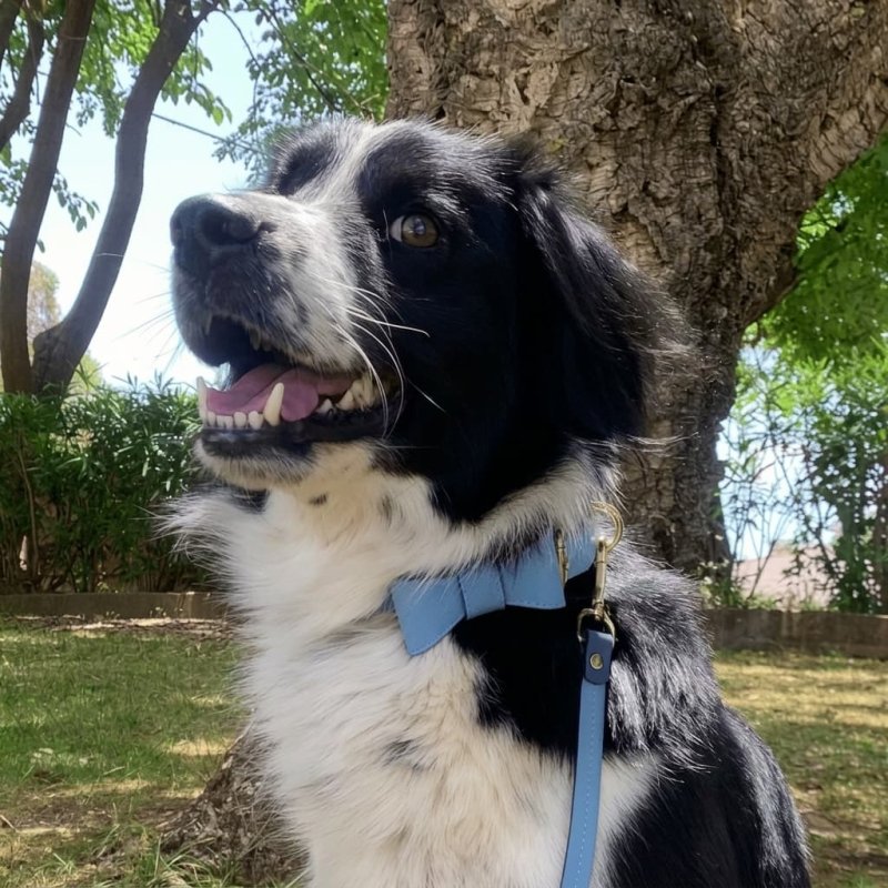 Bow tie for dog – Blue - Jacky's Place