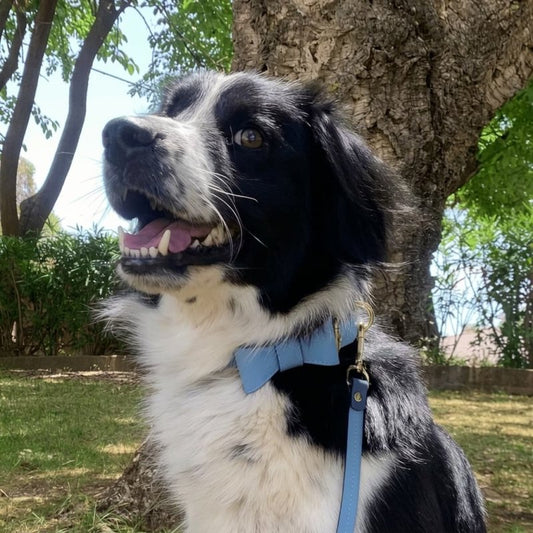 Bow tie for dog – Blue - Jacky's Place