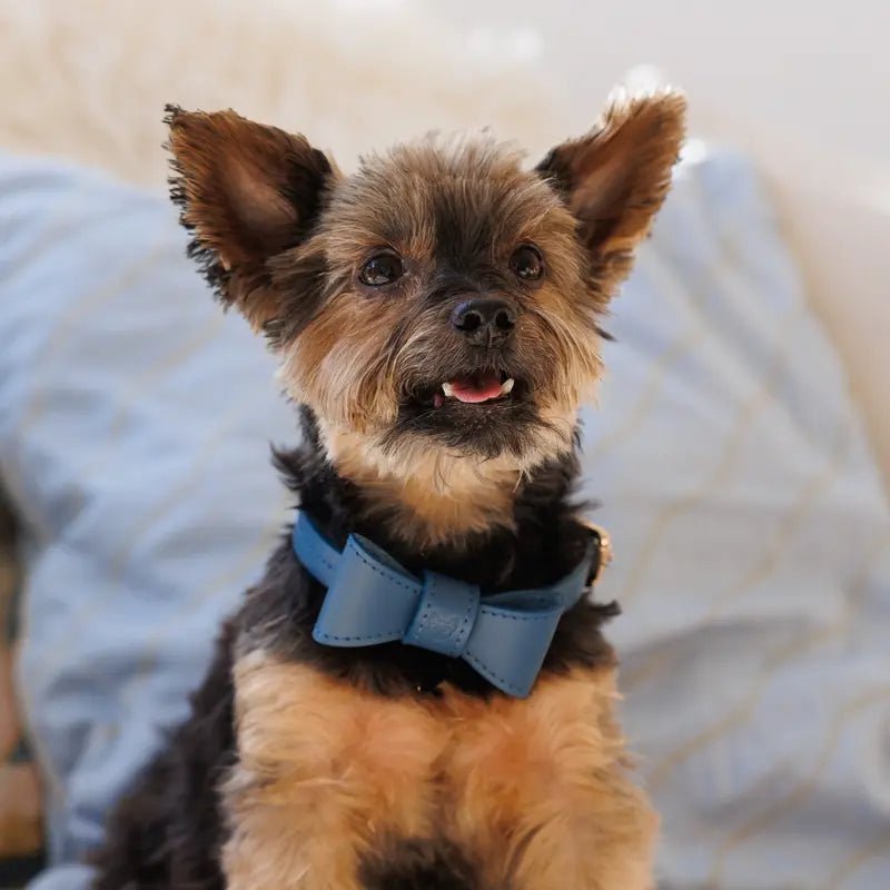 Bow tie for dog – Navy - Jacky's Place