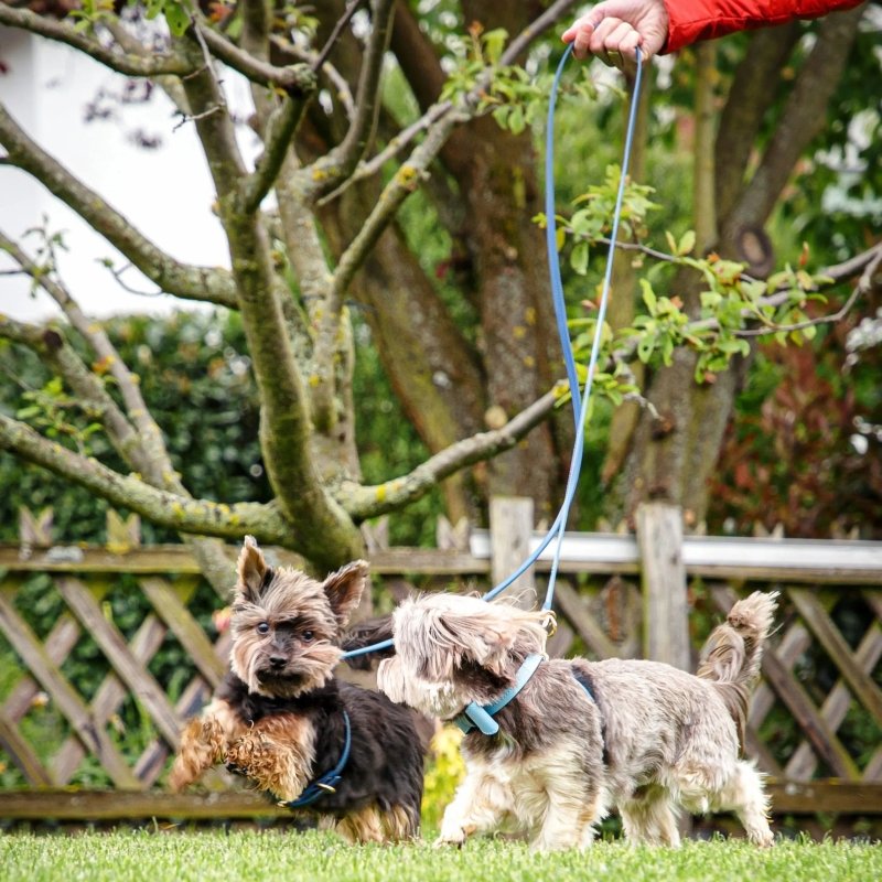 Handsfree Dog Leash Blue - Navy - Jacky's Place