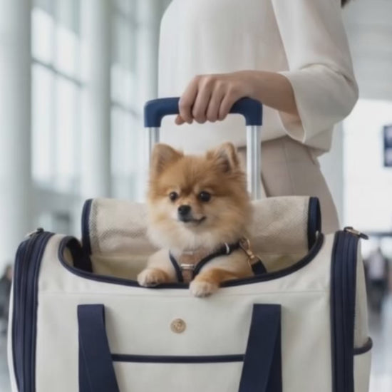 flugtasche hund